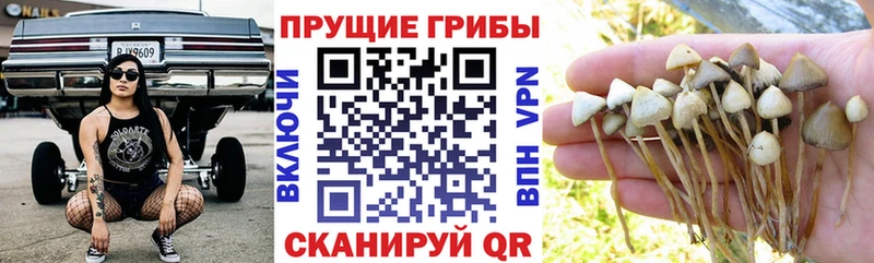 Псилоцибиновые грибы ЛСД  где купить наркоту  Подольск 